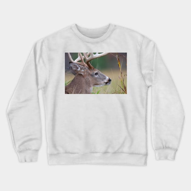 White-tailed buck, Quebec, Canada Crewneck Sweatshirt by Jim Cumming